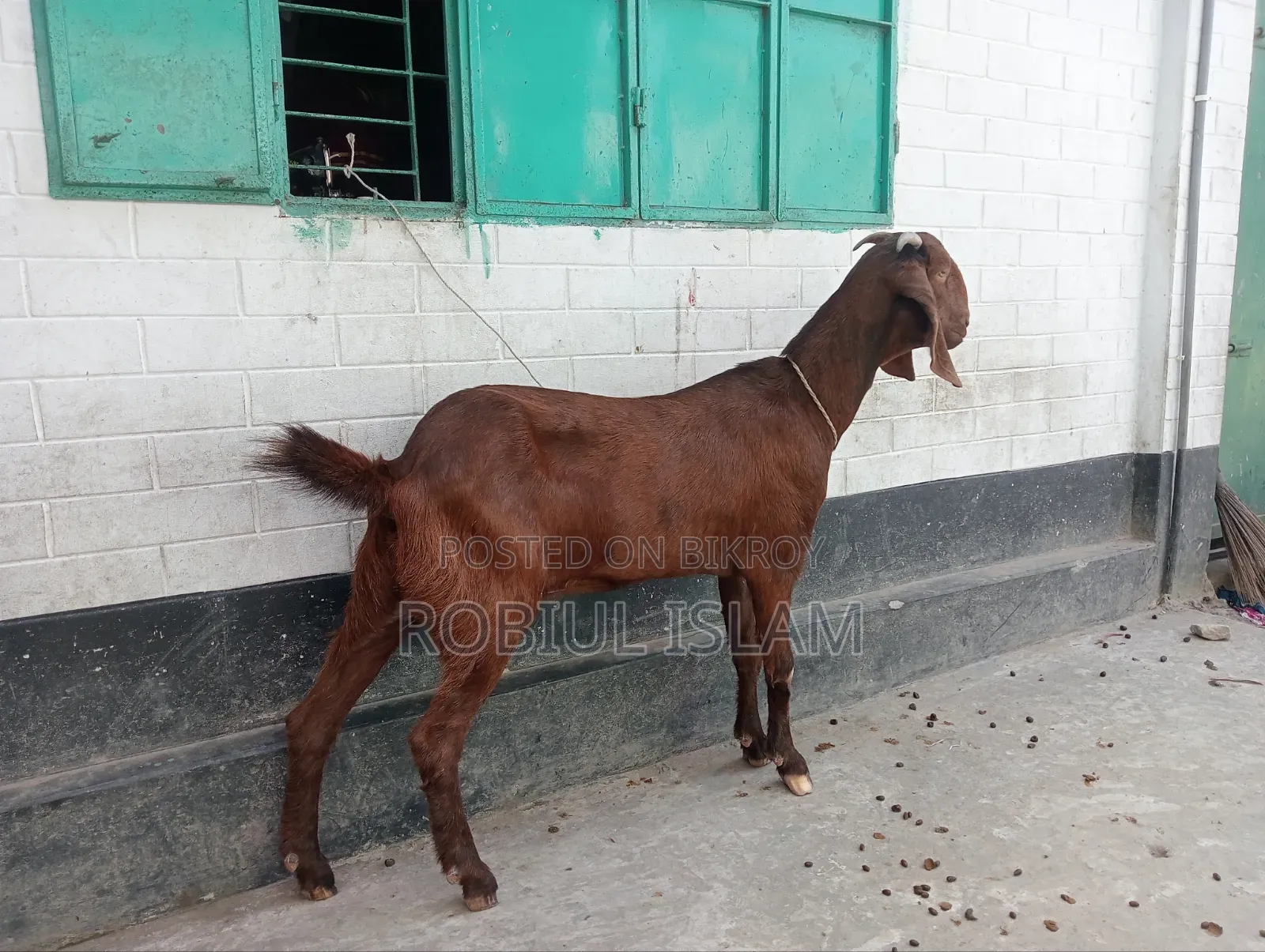 Ram Goat Goat
