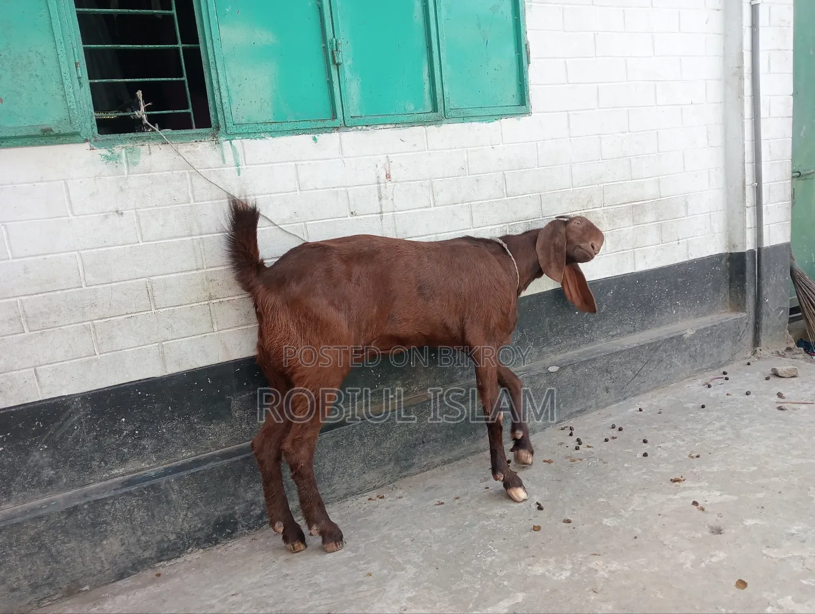 Ram Goat Goat