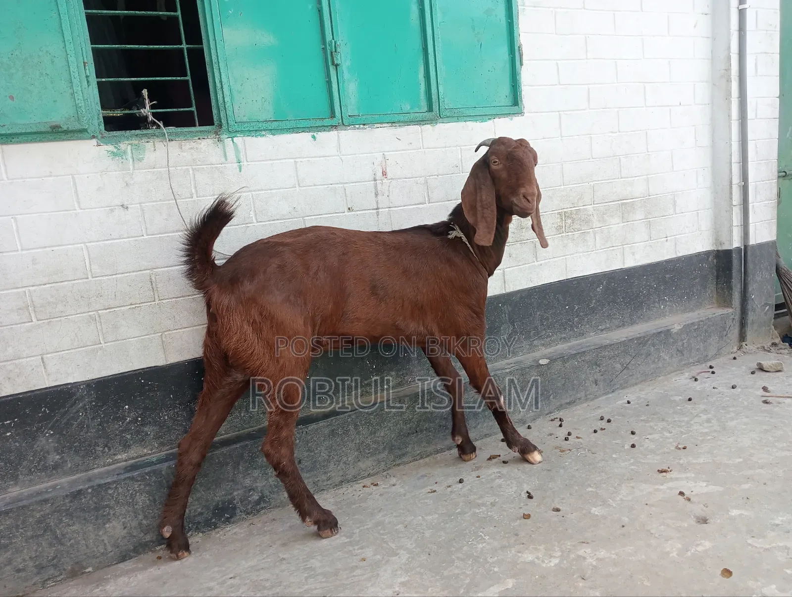 Ram Goat Goat