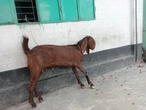 Ram Goat Goat