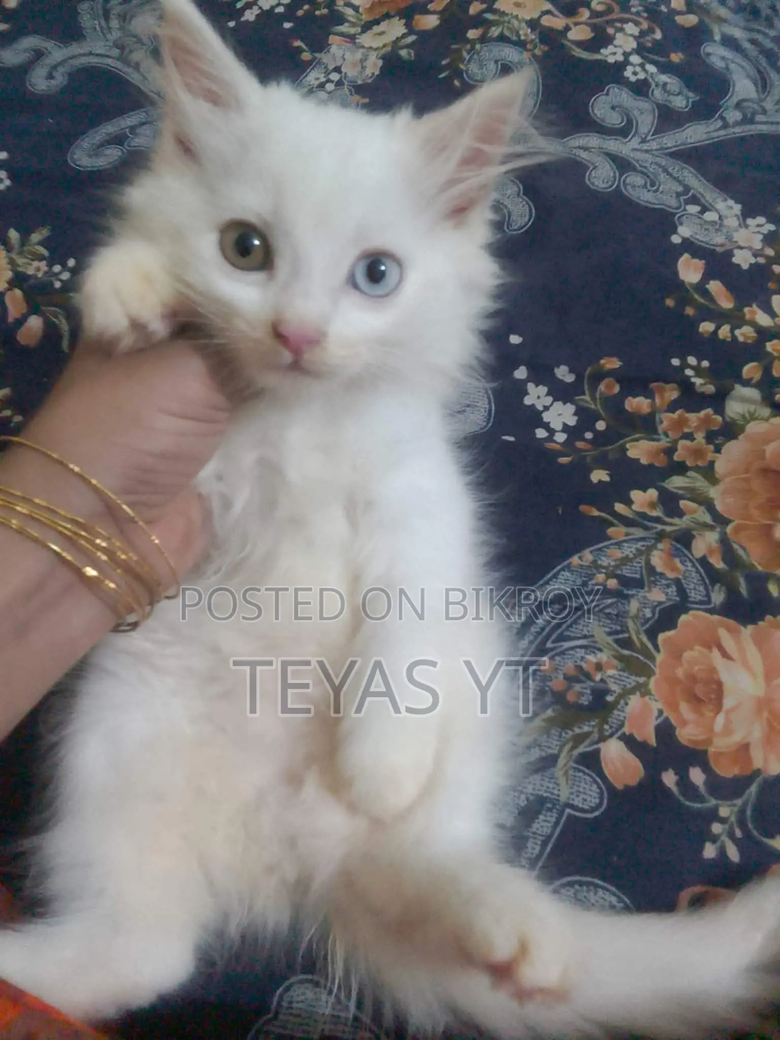 3-6 months Female Purebred Persian