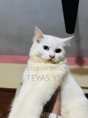 3-6 months Female Purebred Persian