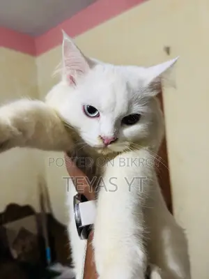 3-6 months Female Purebred Persian
