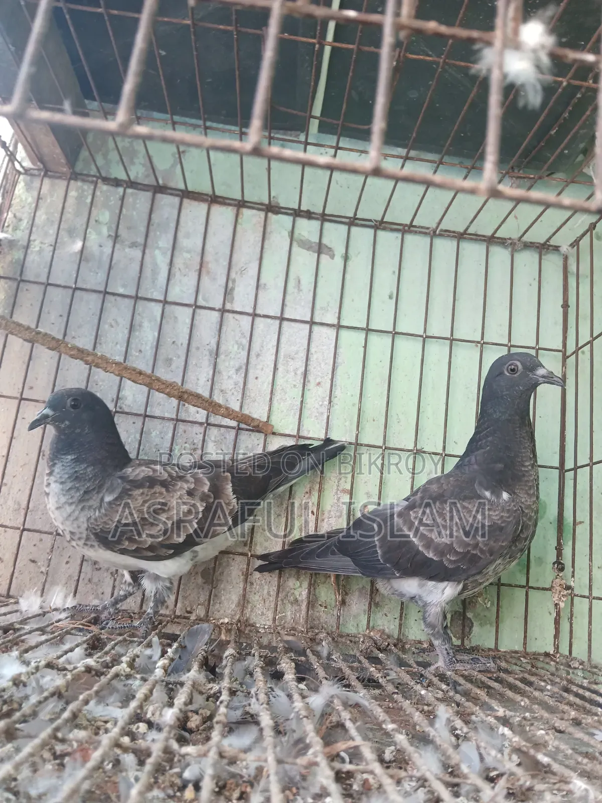Chila and Racer Pigeons