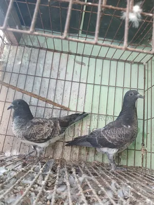 Chila and Racer Pigeons