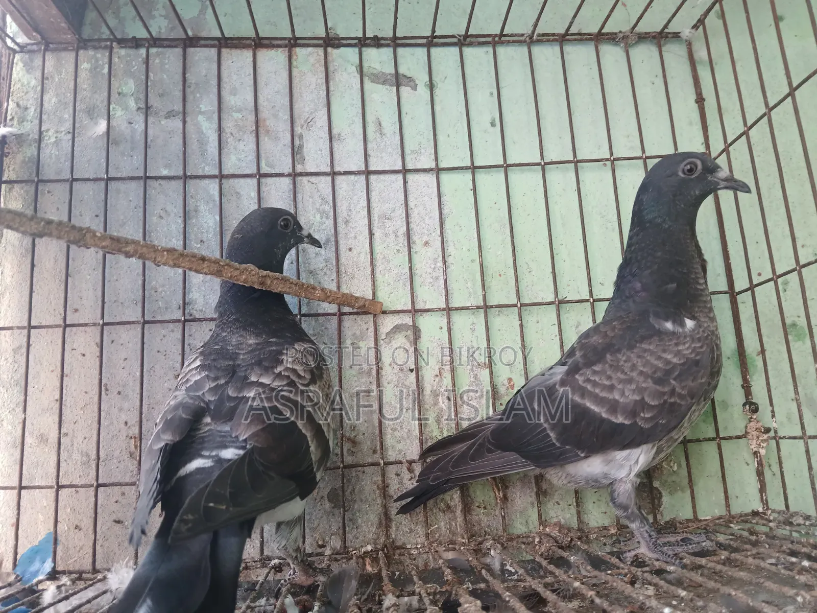 Chila and Racer Pigeons