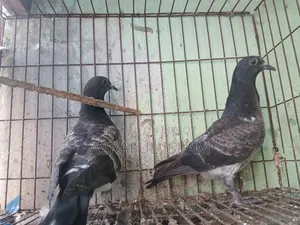 Chila and Racer Pigeons