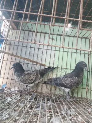 Chila and Racer Pigeons