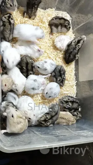 Winter Hamster Available