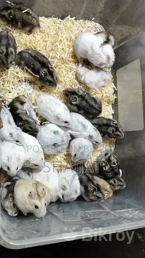 Winter Hamster Available