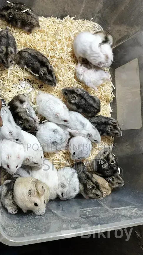 Winter Hamster Available