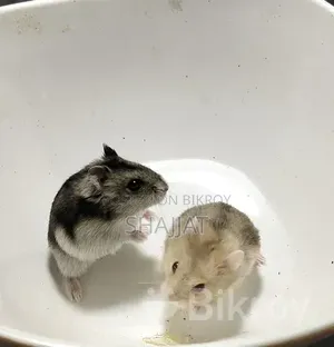 Winter Hamster Available