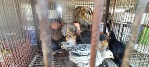Deshi Murgir Bacca