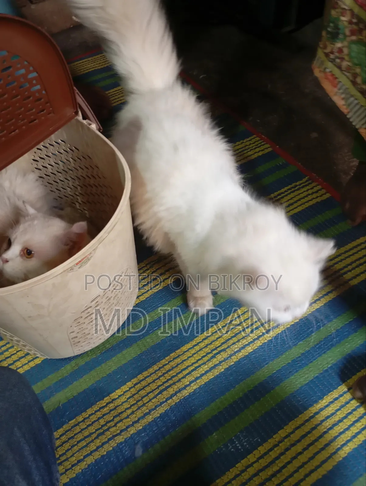 3-6 months Male Mixed Breed Persian