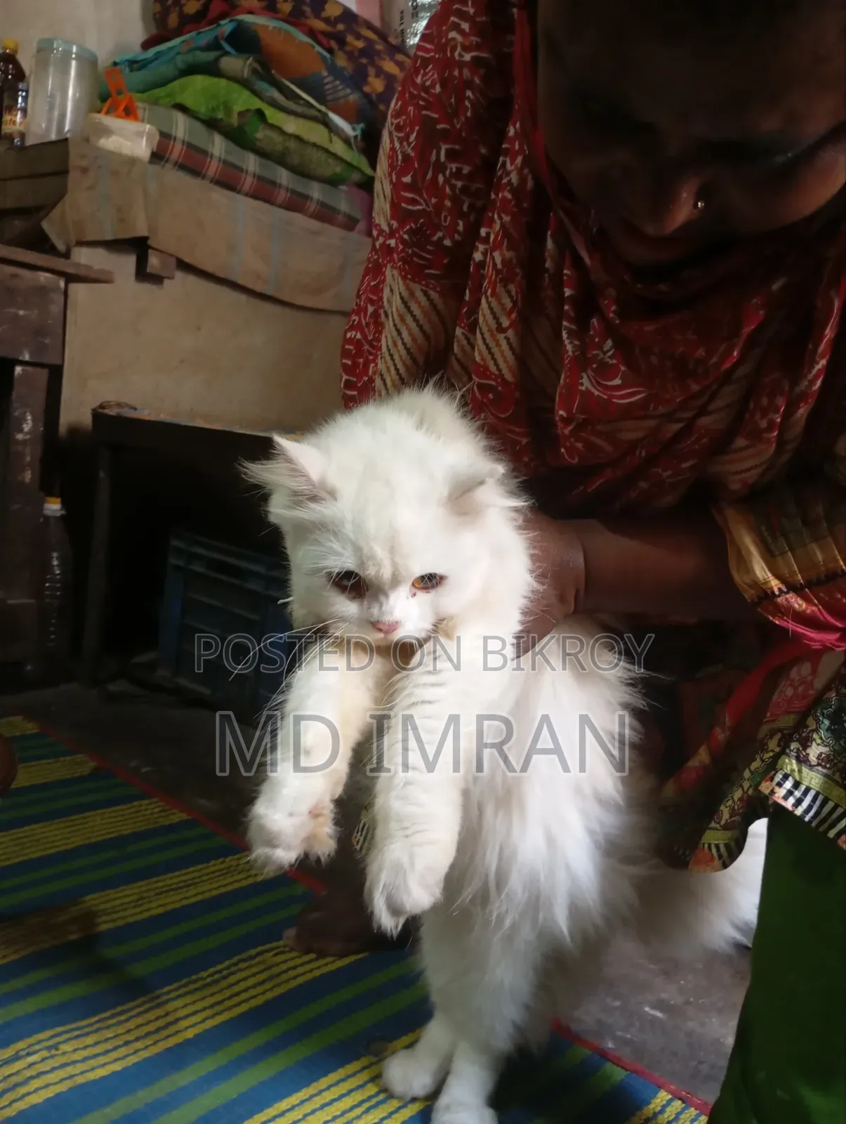 3-6 months Male Mixed Breed Persian