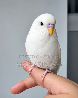 অ্যালবিনো বাজরিগার