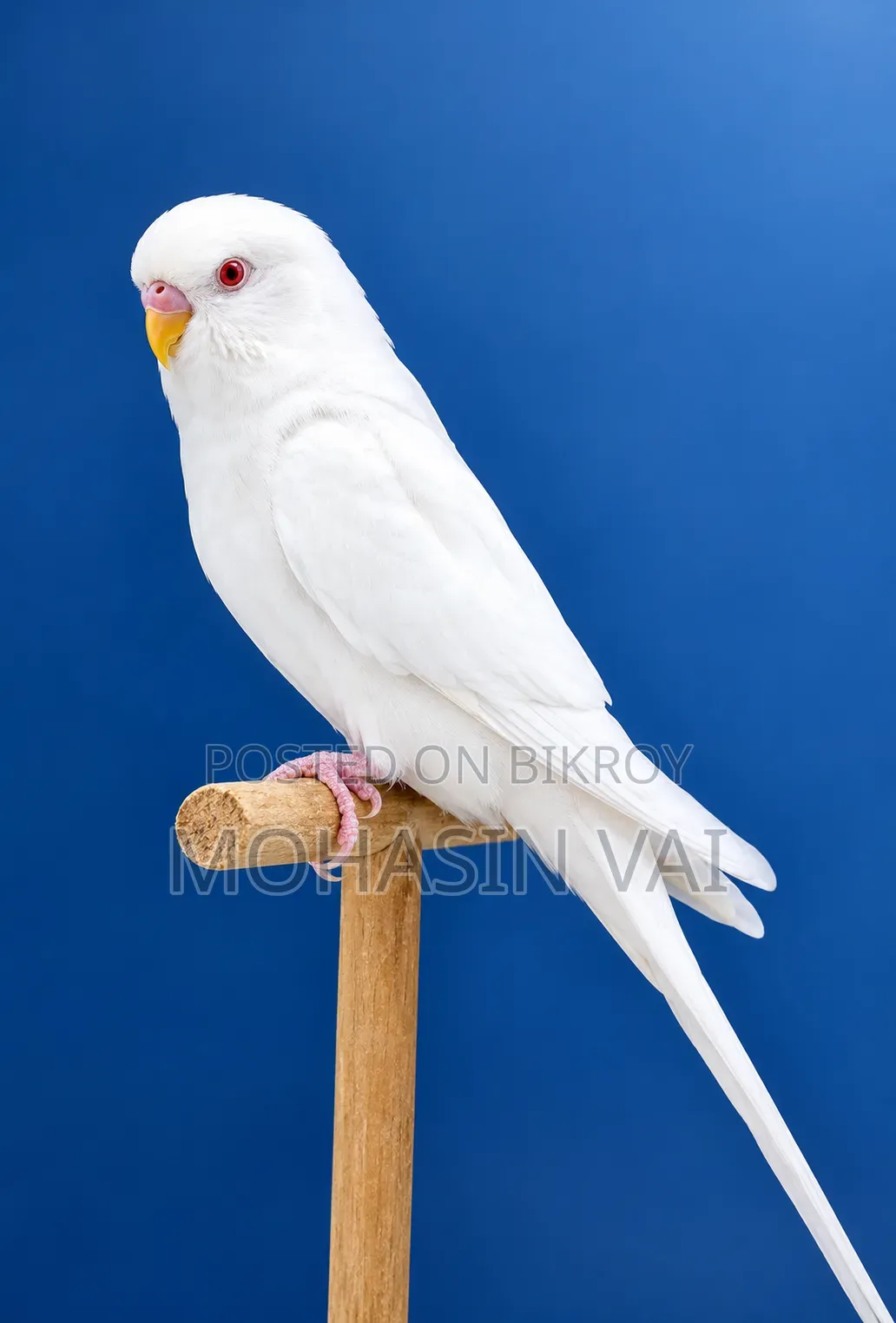 অ্যালবিনো বাজরিগার