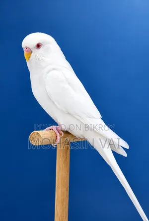 অ্যালবিনো বাজরিগার