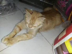 ৬-১২ মাস বয়সী পুরুষ মিক্সড ব্রিড পারসিয়ান