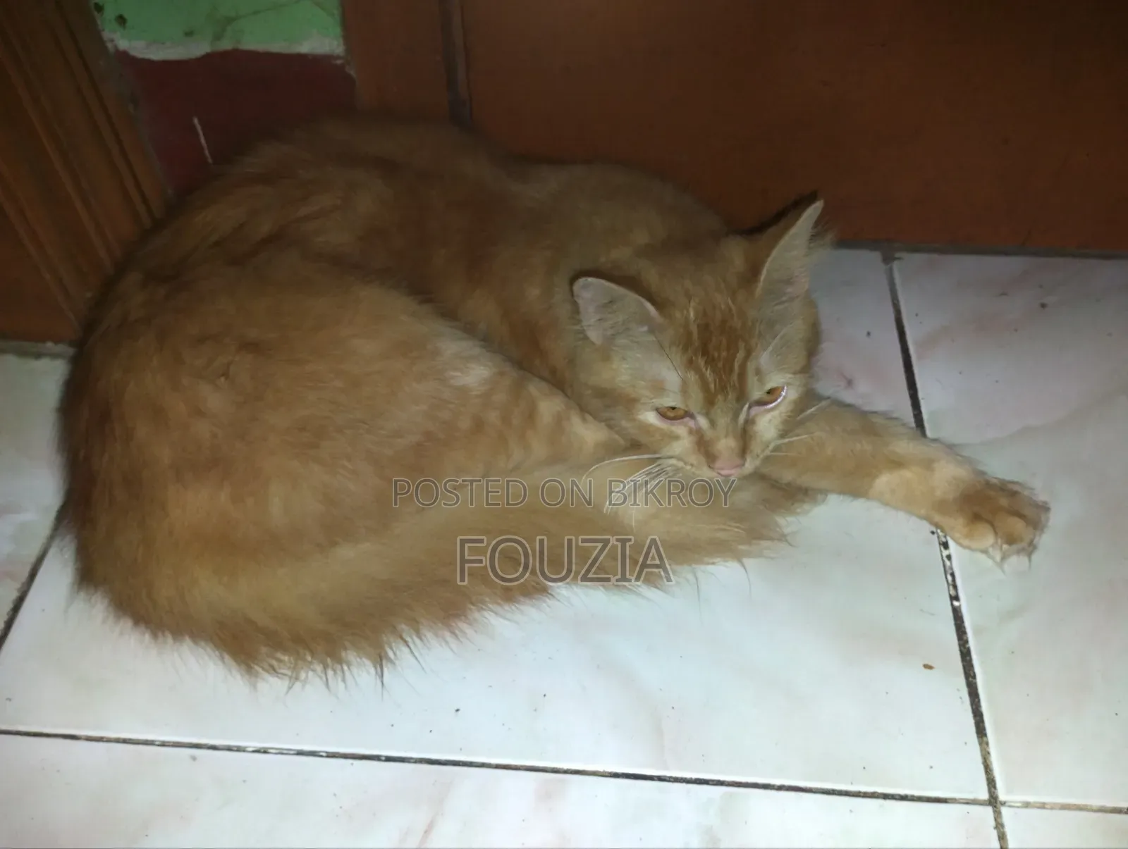 ৬-১২ মাস বয়সী পুরুষ মিক্সড ব্রিড পারসিয়ান