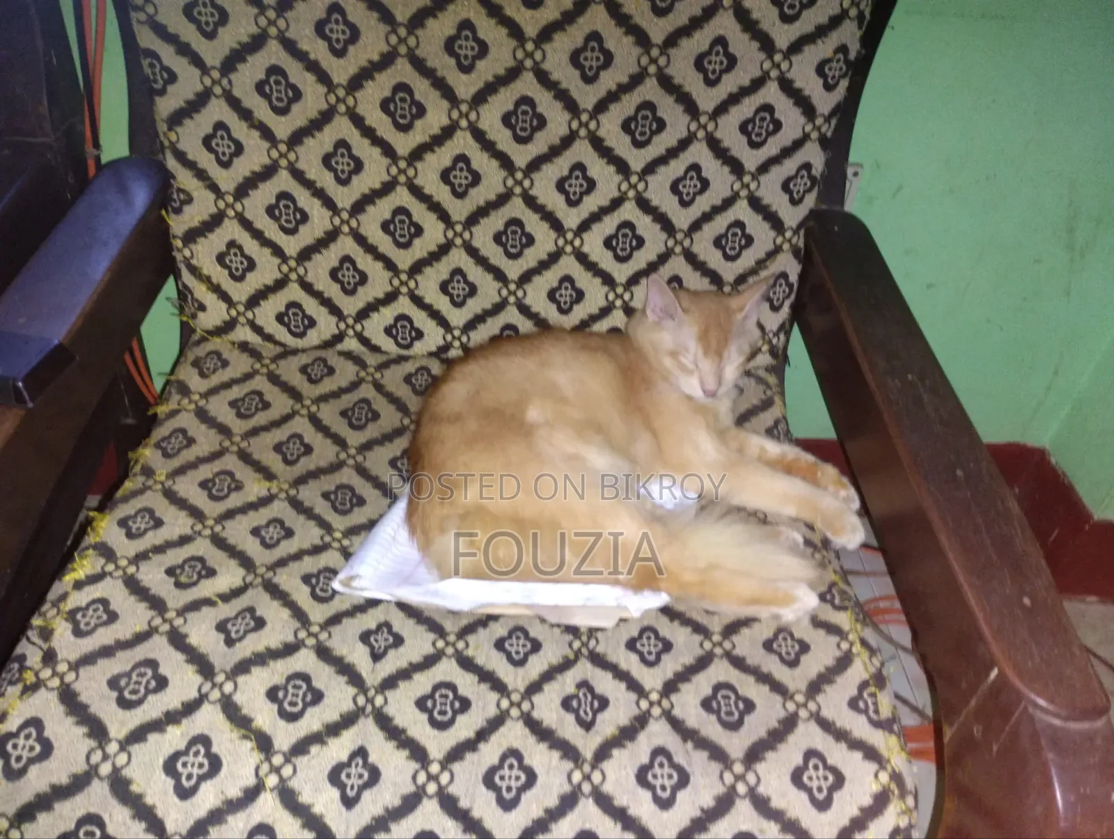 ৬-১২ মাস বয়সী পুরুষ মিক্সড ব্রিড পারসিয়ান