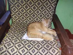 ৬-১২ মাস বয়সী পুরুষ মিক্সড ব্রিড পারসিয়ান