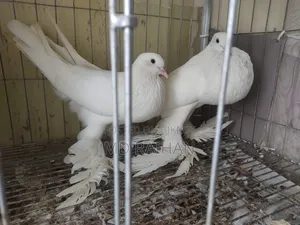 Pomfret Porter Pigeon Pair Running