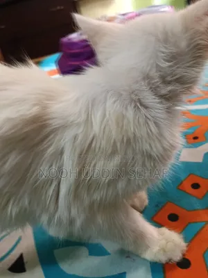 ৩-৬ মাসের মহিলা খাঁটি পার্সিয়ান