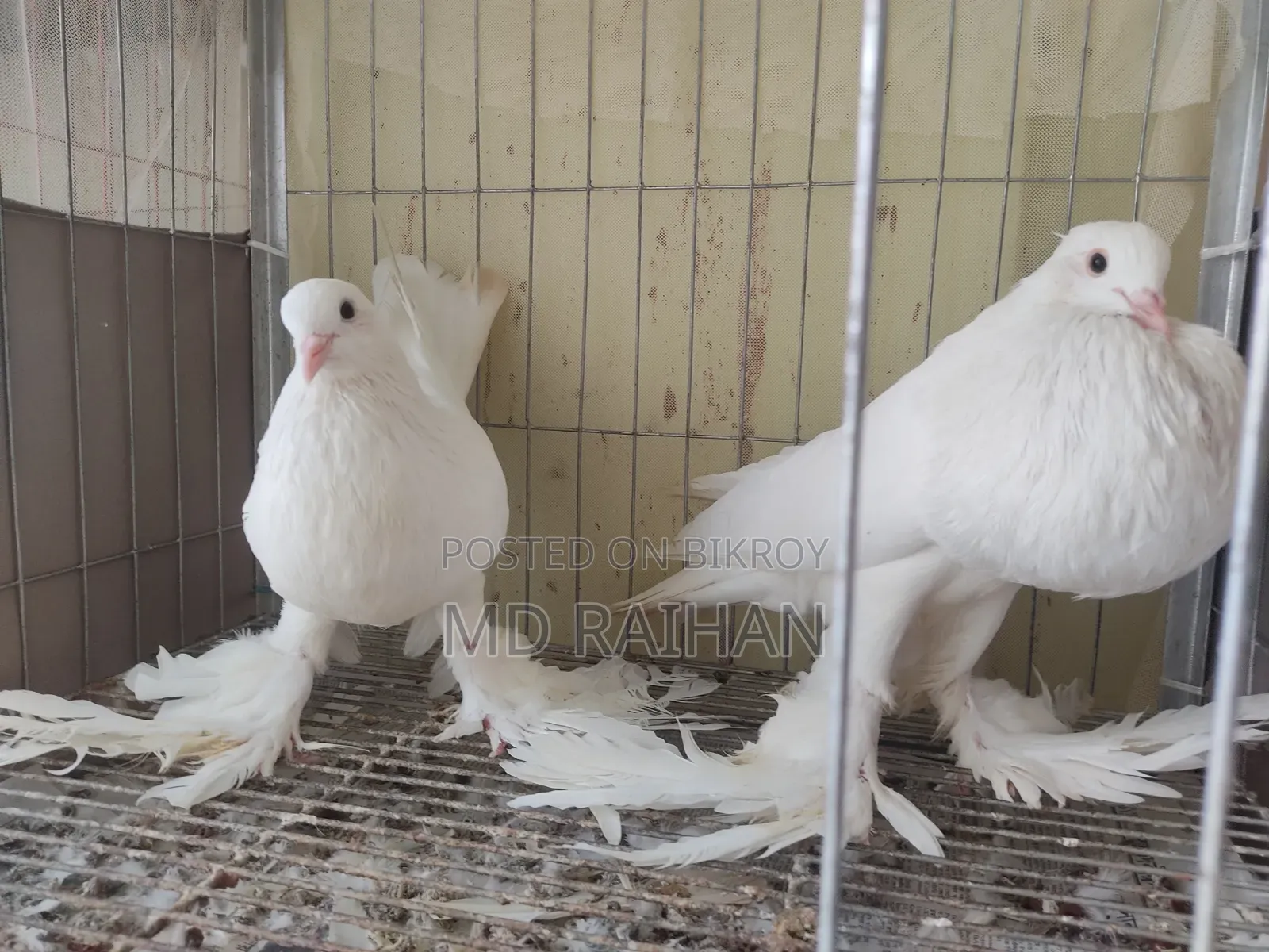 Pomfret Porter Pigeon Pair Running