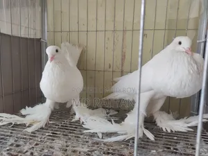 Pomfret Porter Pigeon Pair Running