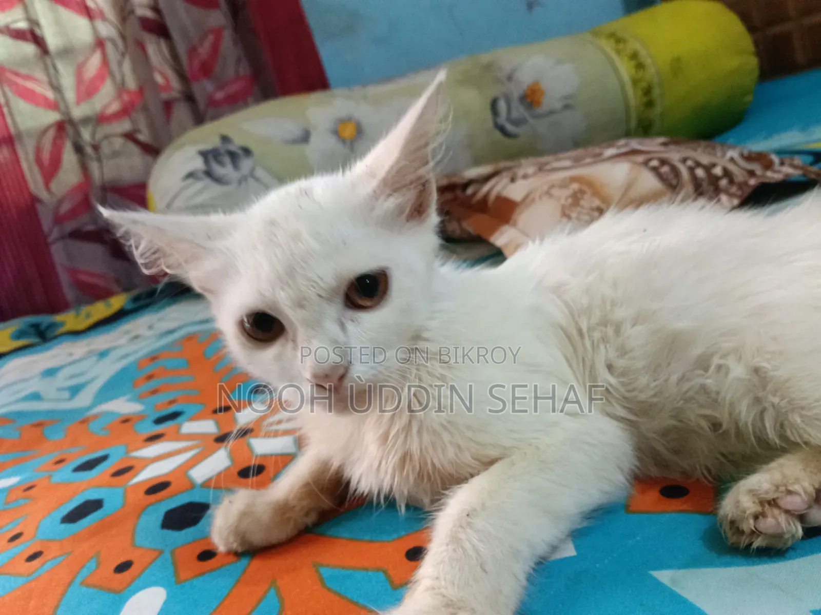 ৩-৬ মাসের মহিলা খাঁটি পার্সিয়ান