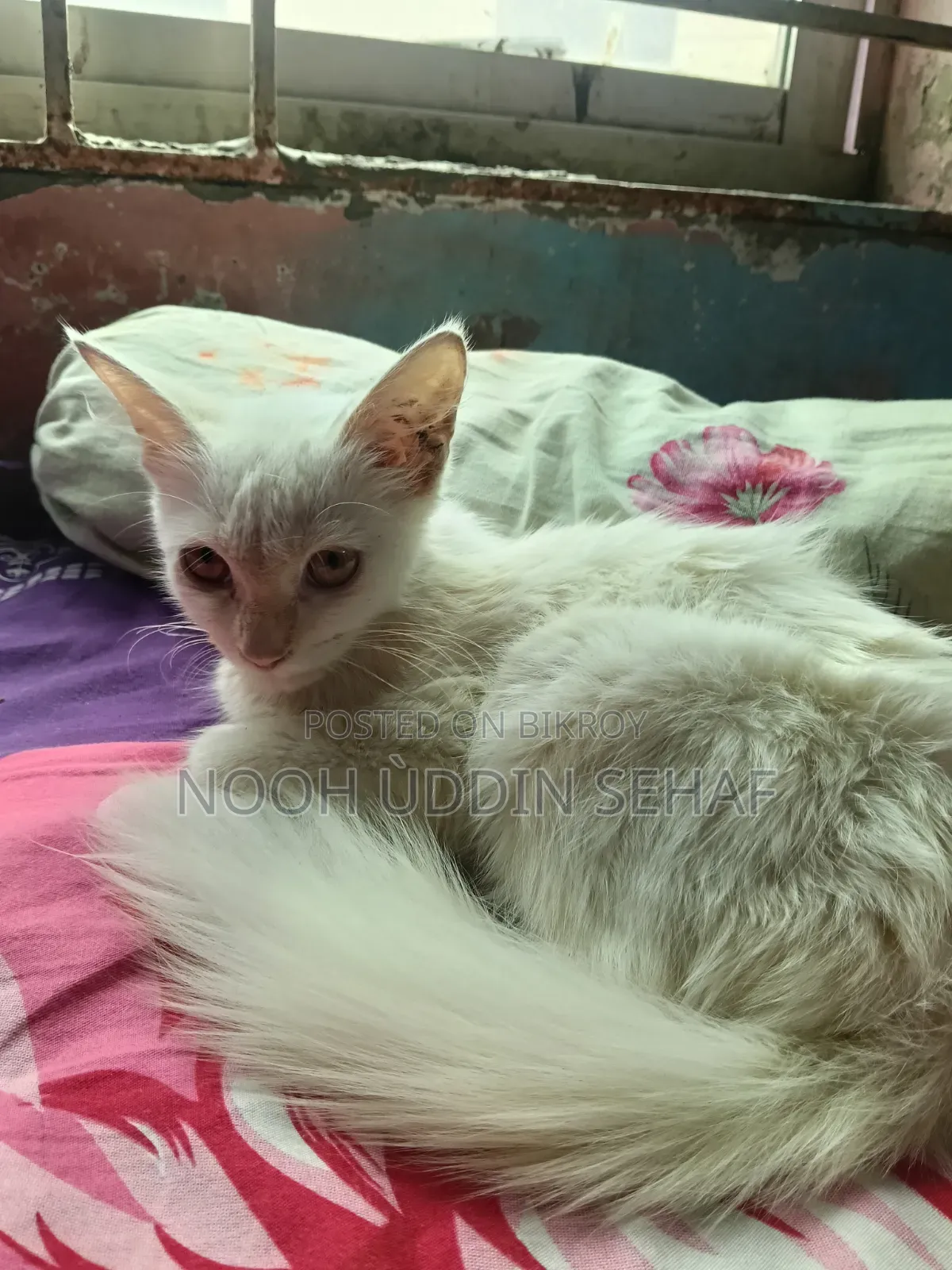 ৩-৬ মাসের মহিলা খাঁটি পার্সিয়ান