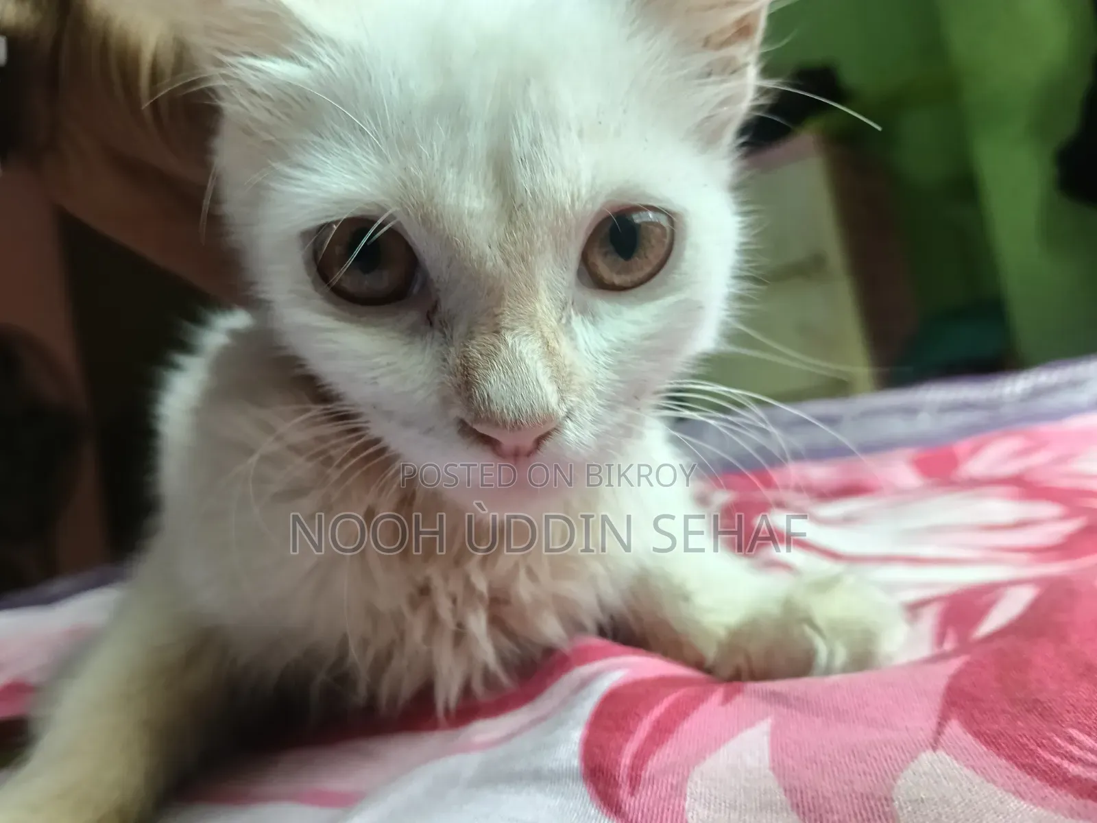 ৩-৬ মাসের মহিলা খাঁটি পার্সিয়ান
