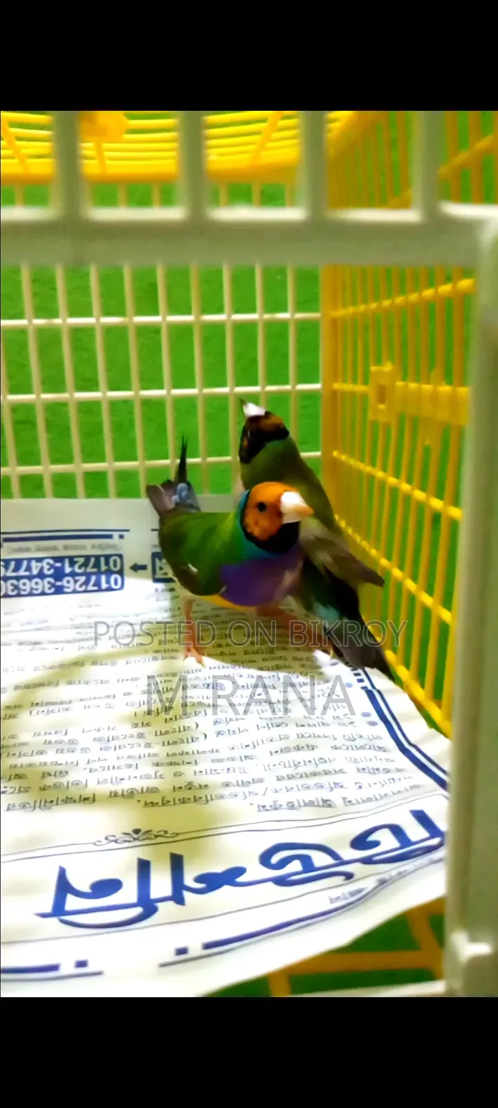 ইয়েলো হেড পার্পল গোল্ডিয়ান পেয়ার