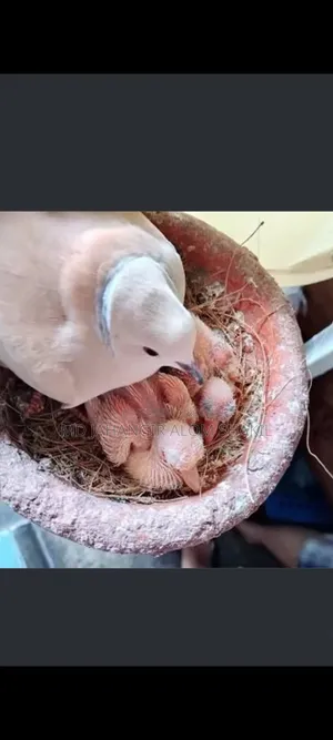 Ringneck Doves with Babies for Sale
