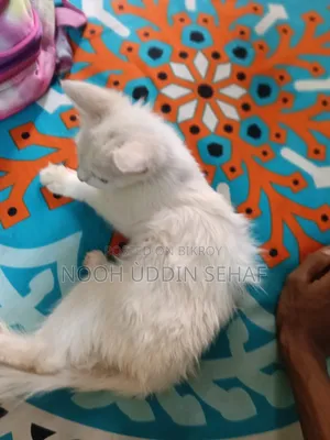 ৩-৬ মাসের ফিমেল পিউরব্রেড পার্সিয়ান