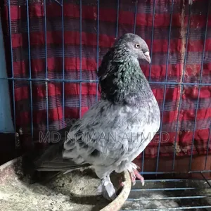 Active Male and Female with Offspring