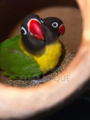 হলুদ রঙের লাভবার্ড