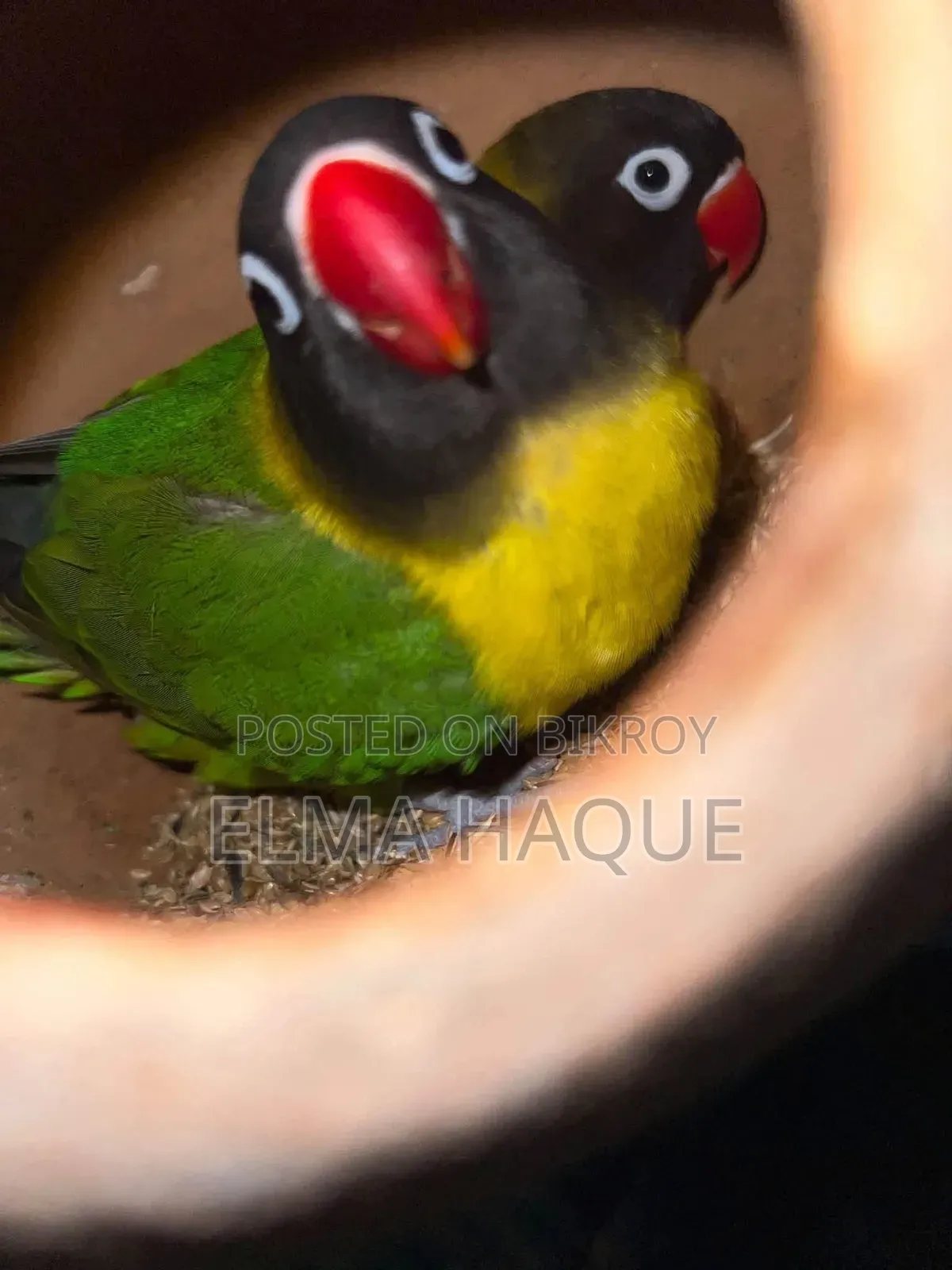 হলুদ রঙের লাভবার্ড