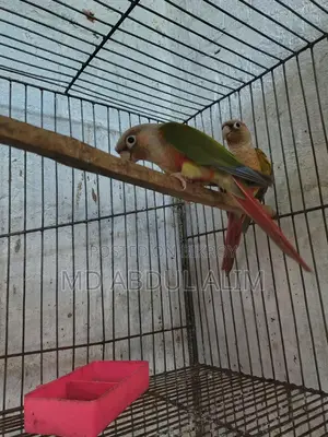 কনিয়র পাখি