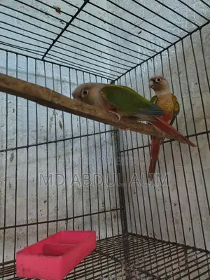 কনিয়র পাখি