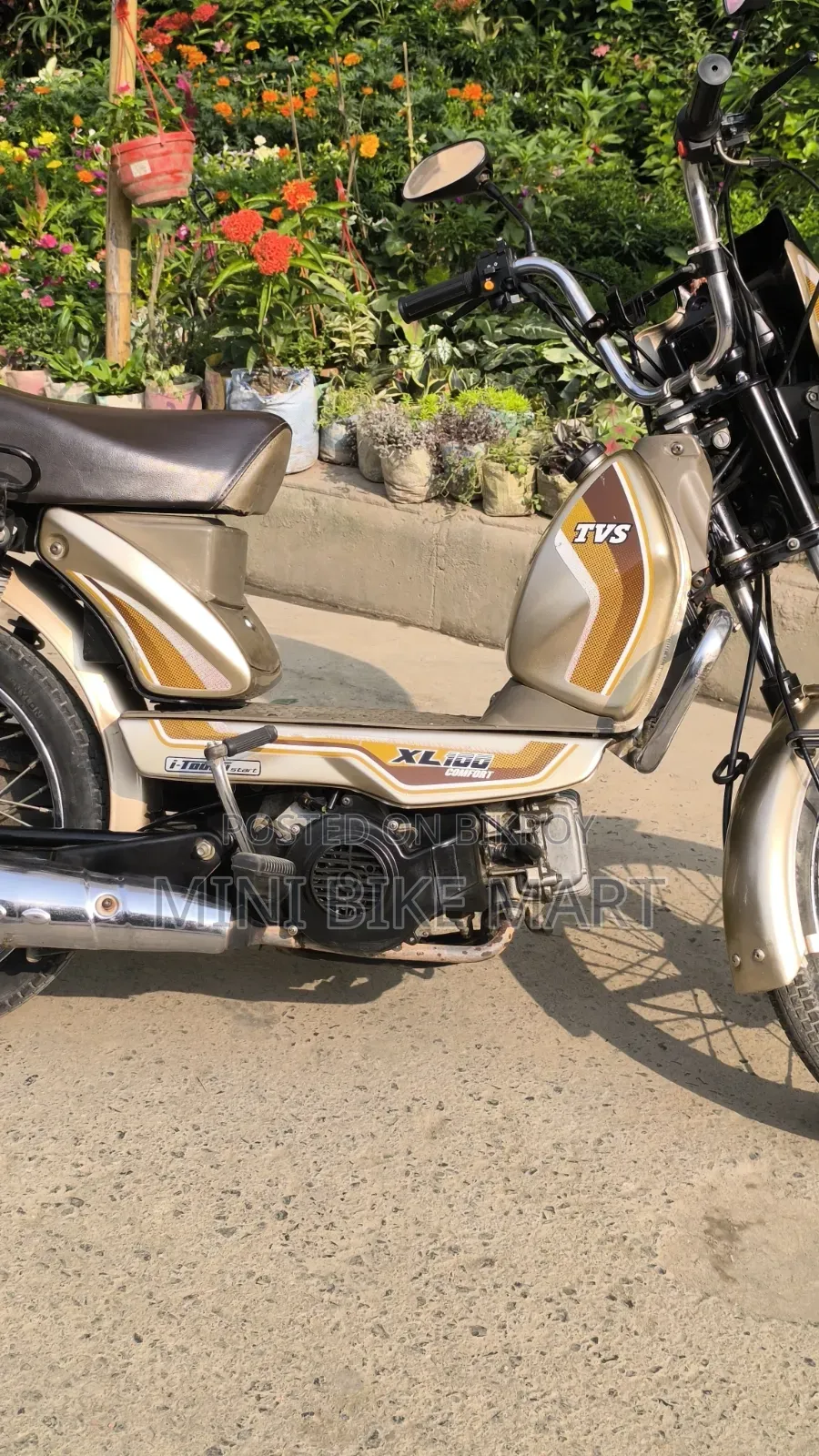 TVS XL 100 Comfort 2022 Gold