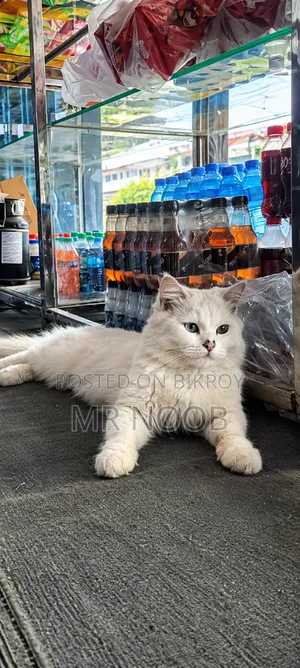 6-12 months Male Purebred Persian