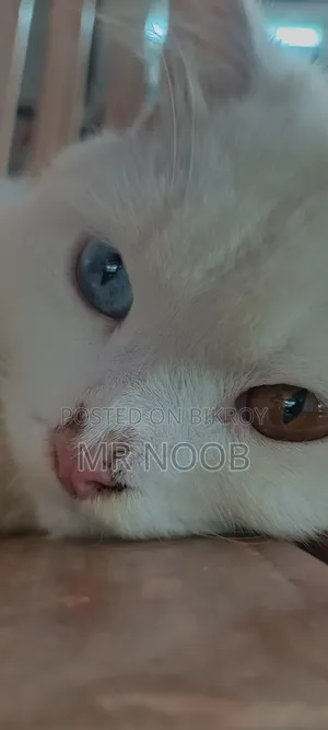6-12 months Male Purebred Persian