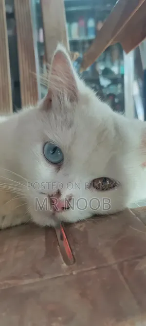 6-12 months Male Purebred Persian