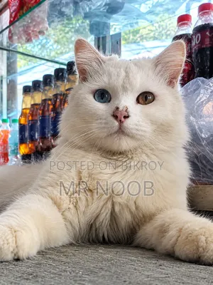 6-12 months Male Purebred Persian