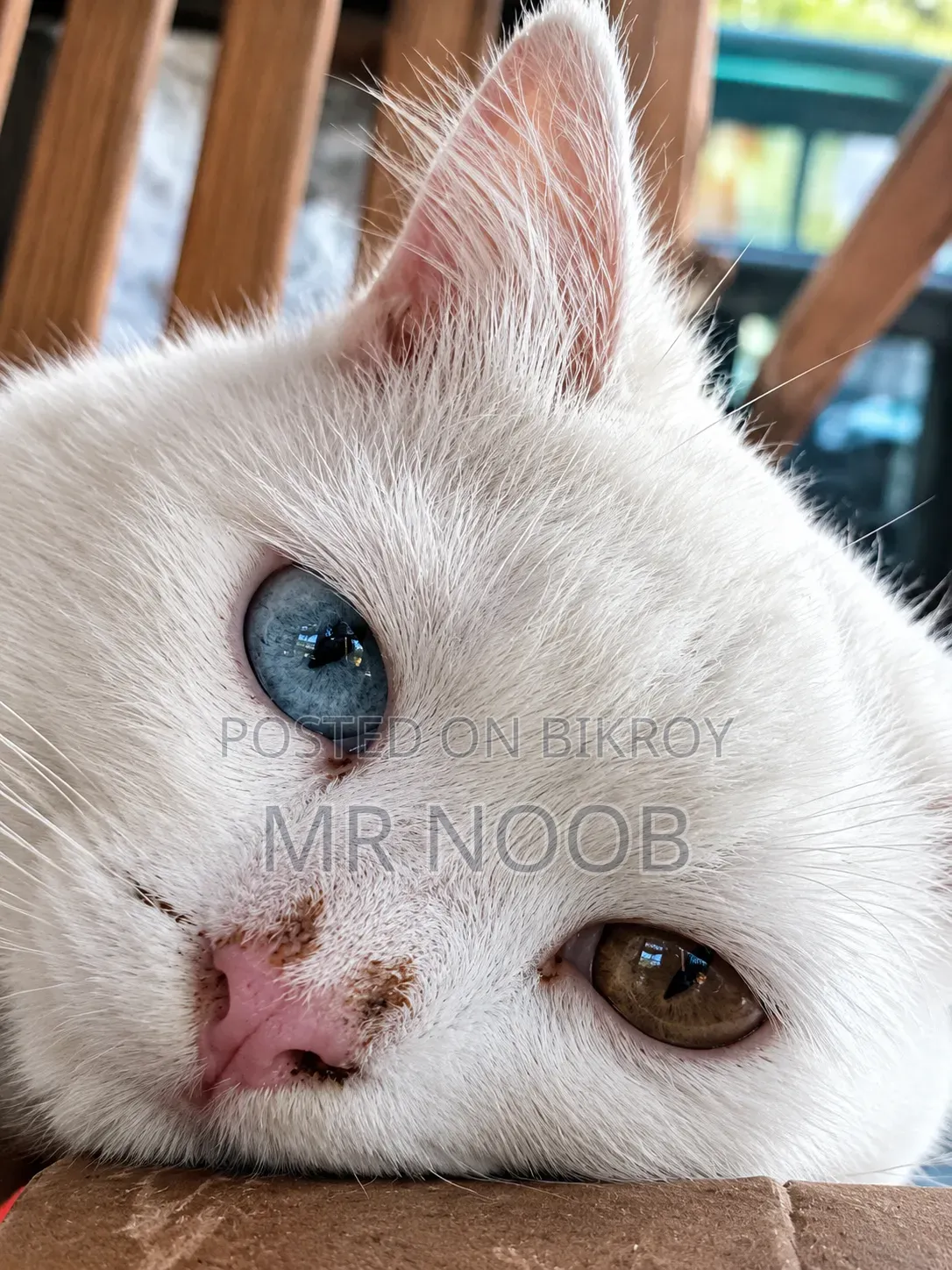 6-12 months Male Purebred Persian