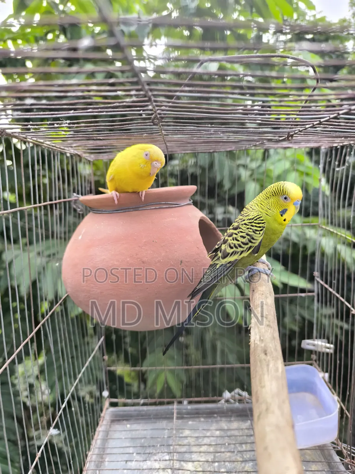 ২ জোড়া বাজরিগার পাখি বিক্রিয় করা হবে সব সহ