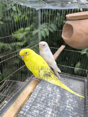 ২ জোড়া বাজরিগার পাখি বিক্রিয় করা হবে সব সহ