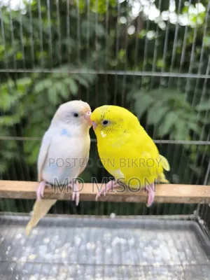 ২ জোড়া বাজরিগার পাখি বিক্রিয় করা হবে সব সহ